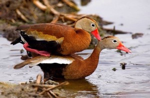 img-viet7